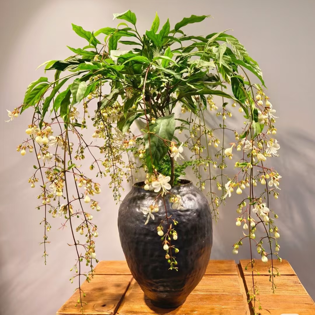 【垂丝茉莉】清新淡雅爱开花爆花阳台厅堂室内可养护花卉植物