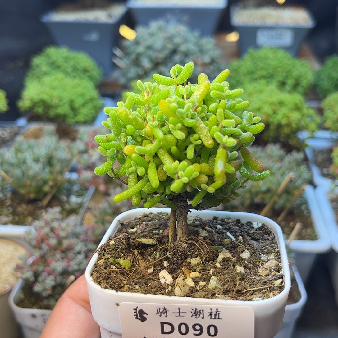 090金桔糖球枝干番杏