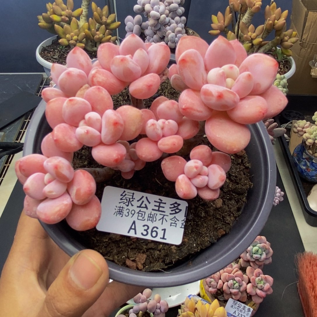 361樱花洛神多肉8c m