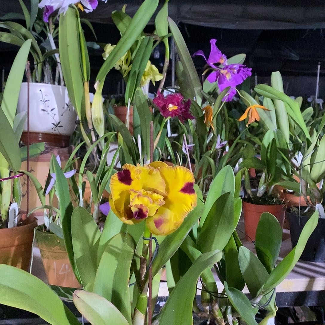 全部花苞惜**蘭七彩范西