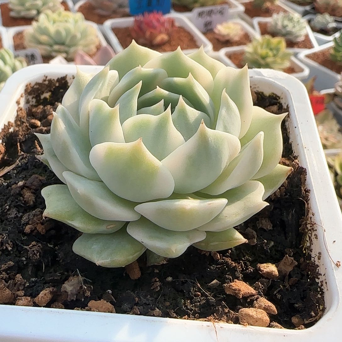 露娜莲金多肉植物的