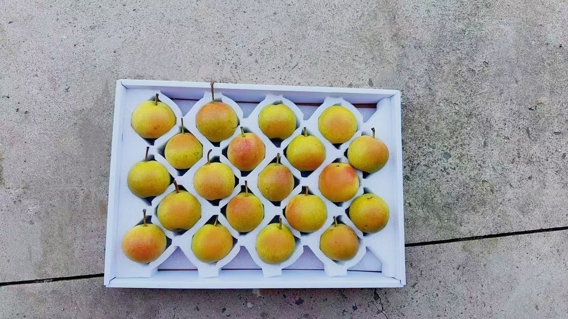 正宗英不落南果梨 阳面果大果