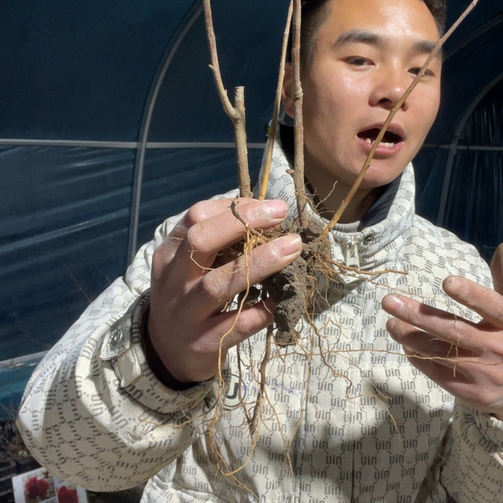 复色东洋锦海棠花一颗苗
