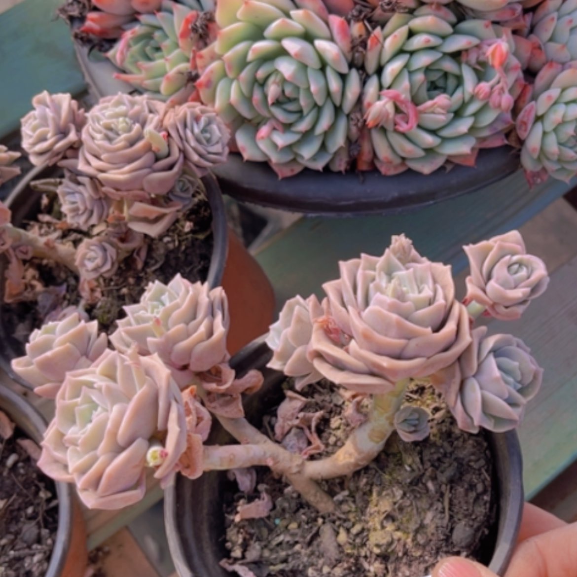 【闪购商品】可爱玫瑰2331