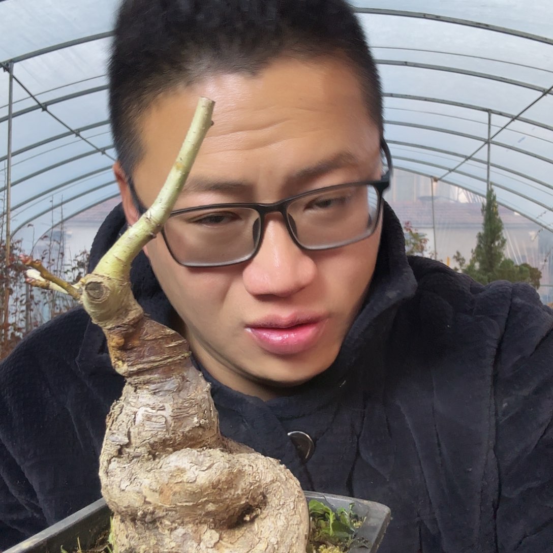 K***余当前无花朵，栽培后可花朵