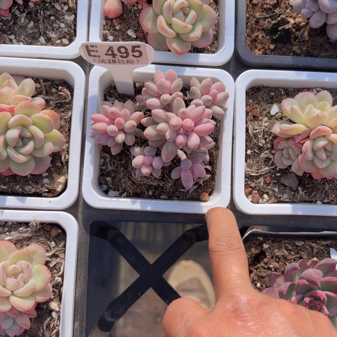 E495手指一物一拍