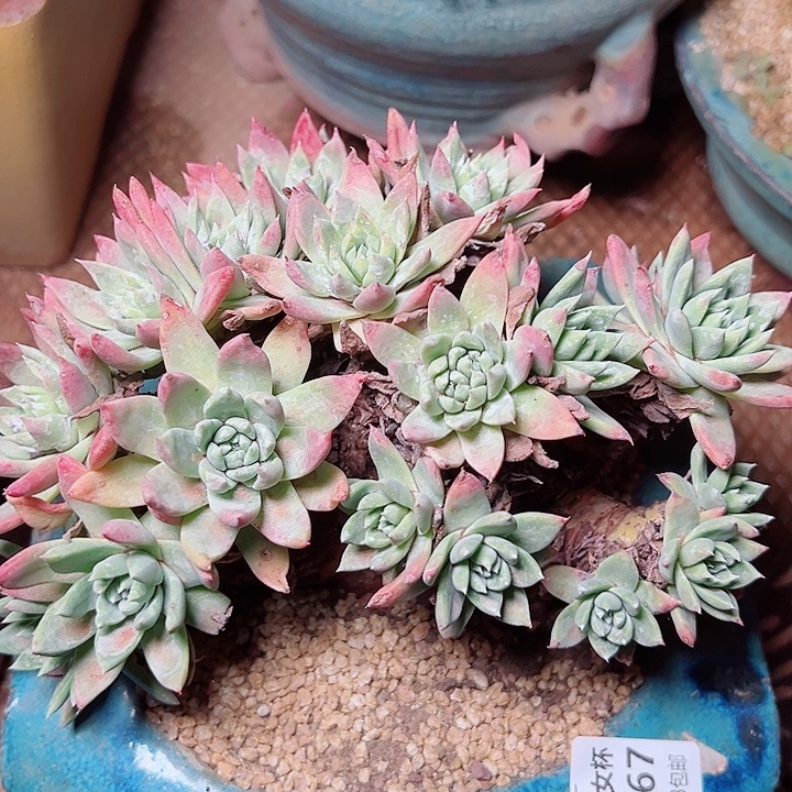 9267锐及纳仙女杯多肉