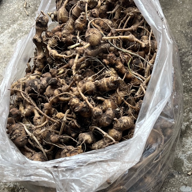 【大个山货】云南农家鲜货竹节三七