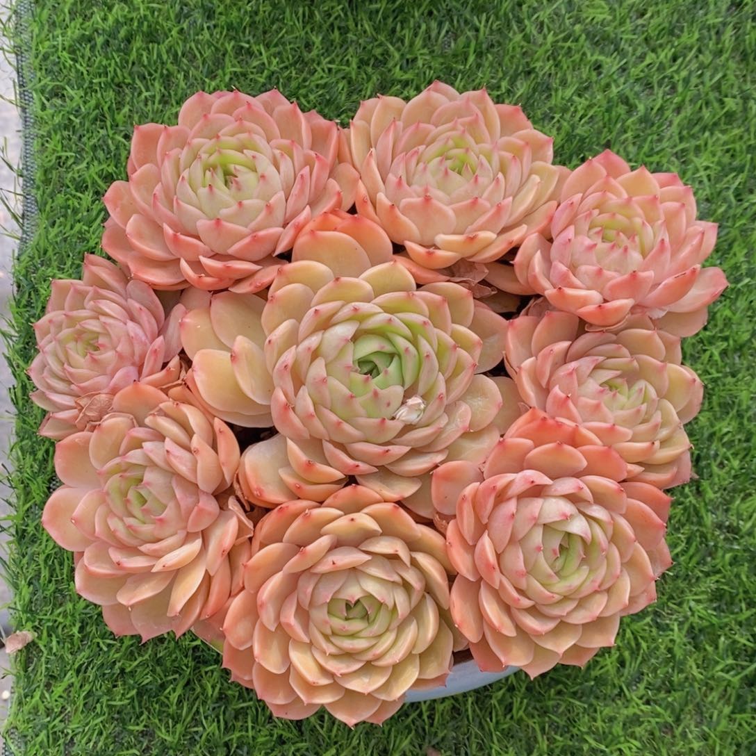 昂斯诺 一物一拍 