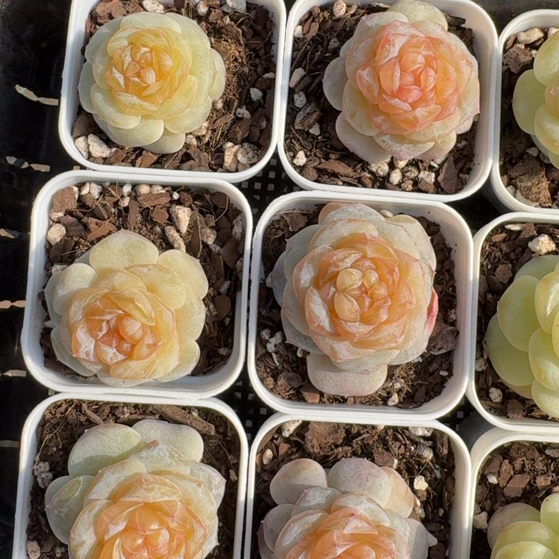 1212-042-冰球一颗量拍