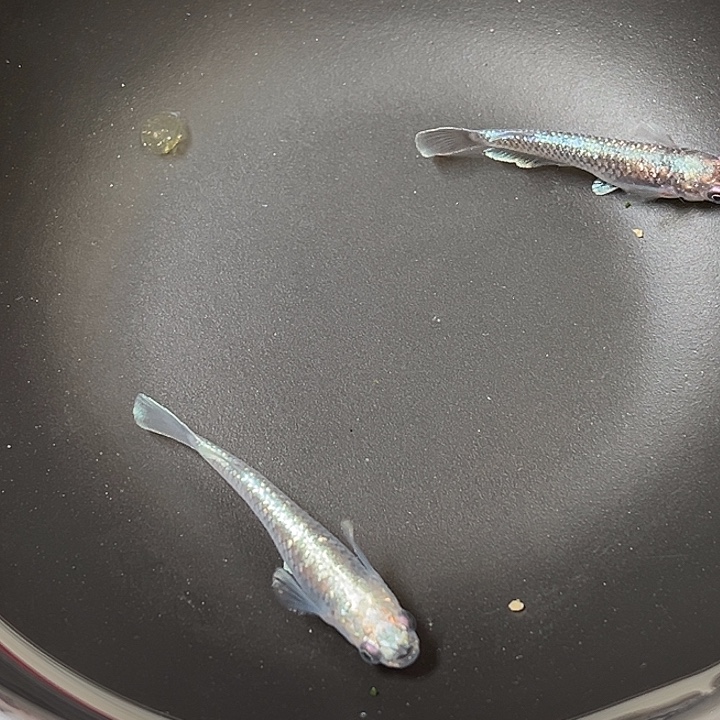 青鳉鱼午夜2条16号