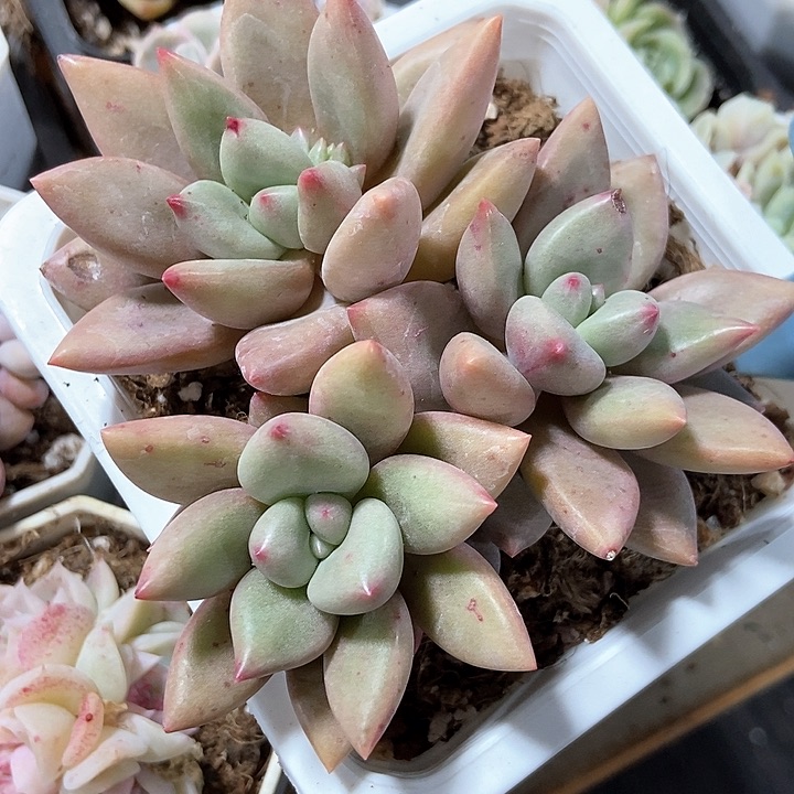 多肉植物桃花源511