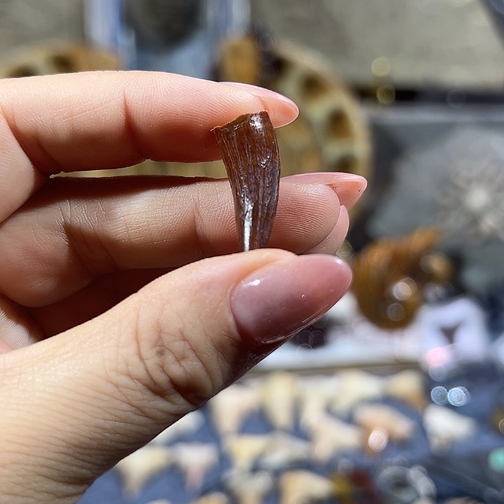 石材牙齿摆件小集龙牙