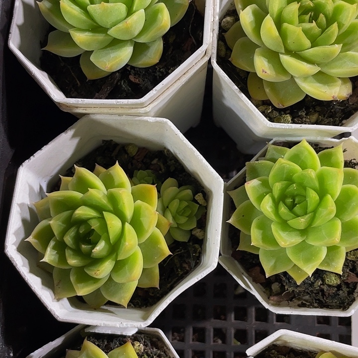 八角盆麦秆带盆土发