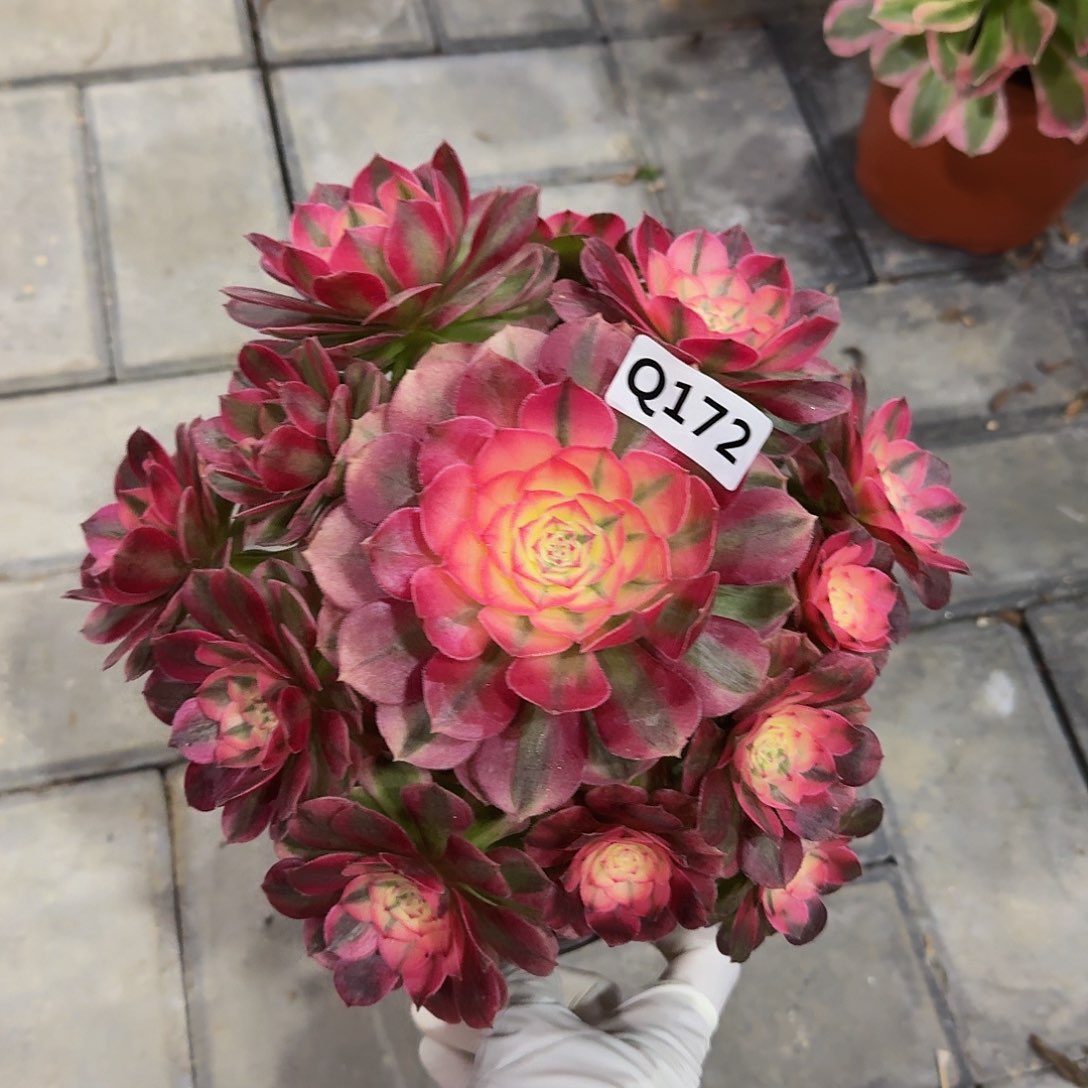 小*伞172荔枝33冠服22左右不是大颗