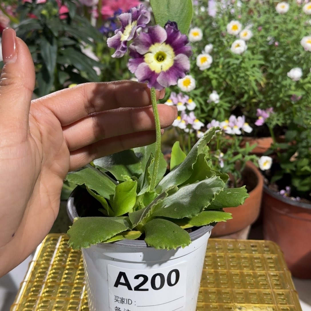 一物一拍耳叶报春A200