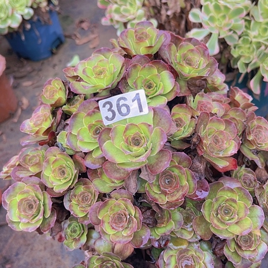 福***制多肉植物一个美金