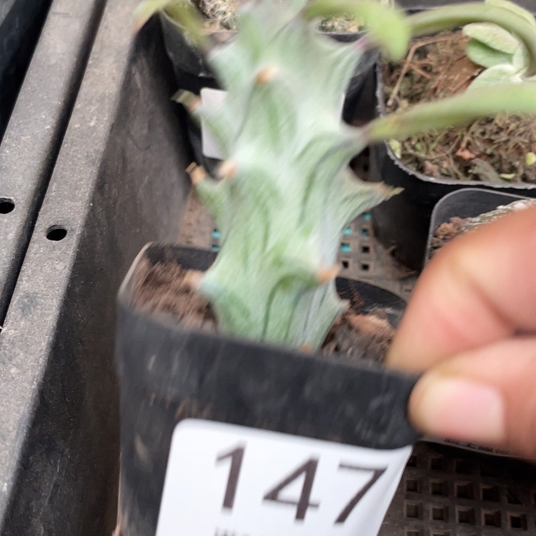 147普西菊（满18元包邮）