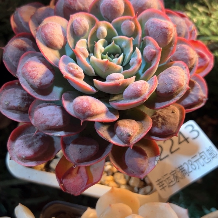 幸运的是我的朋友们