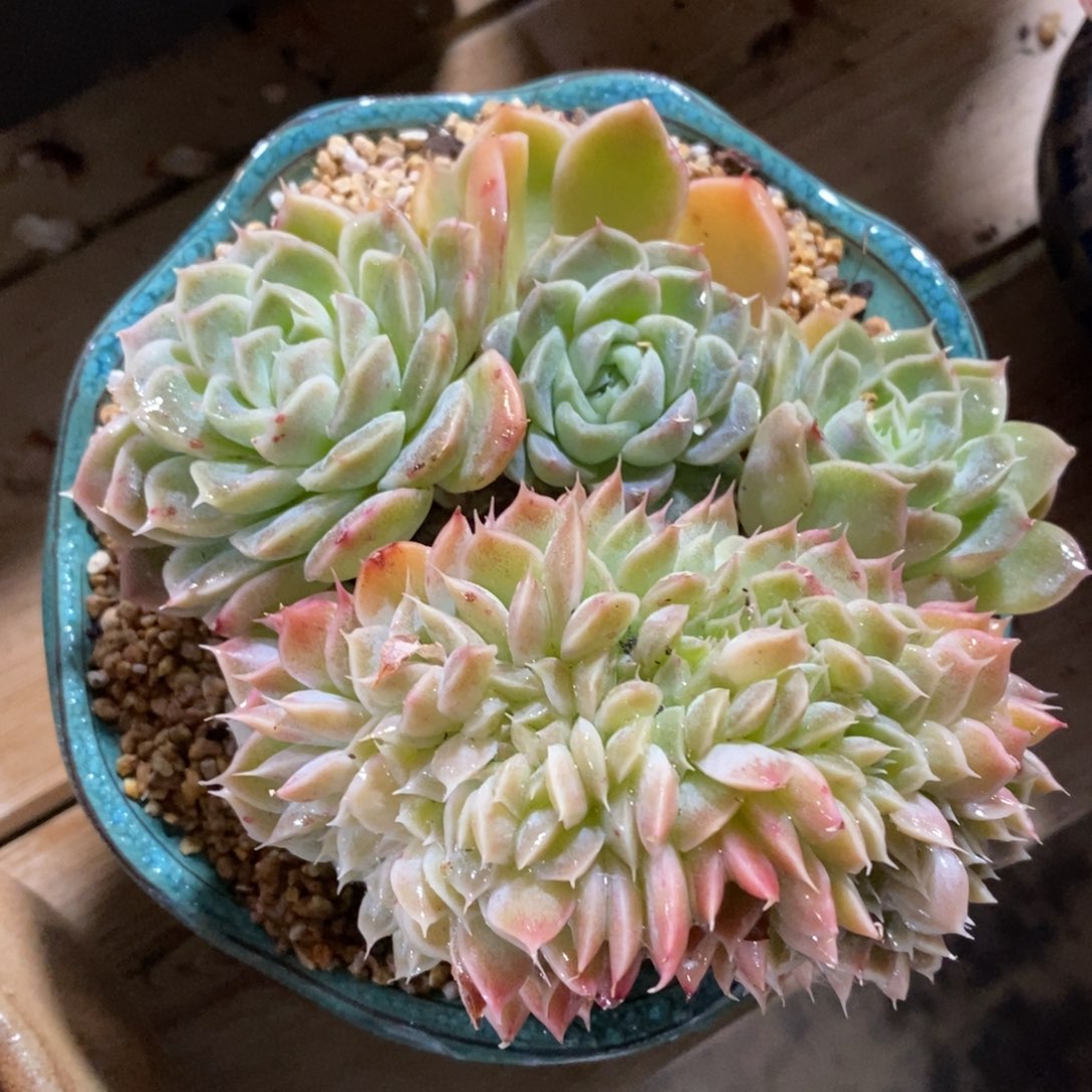 自助下单一物一拍，可寄养，可问主播规格多肉