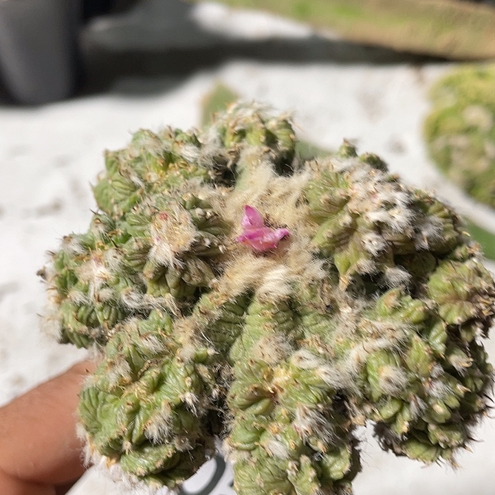 老花龙群僧53号仙人球