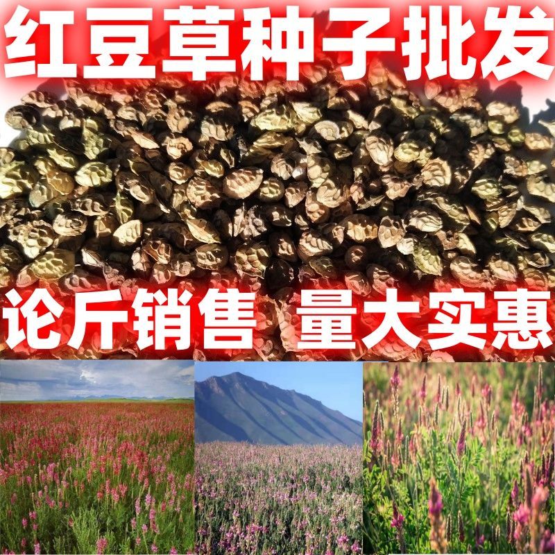 红豆草种子 驴食豆青饲牧草 林田果园绿肥固氮 景观花卉 蜜源植物