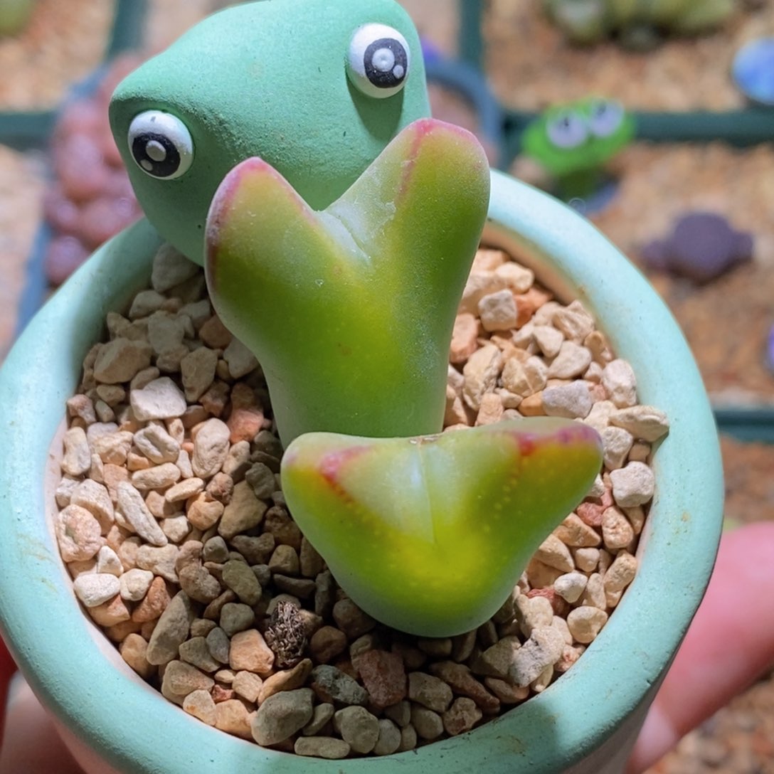 双头果冻色将带盆福利