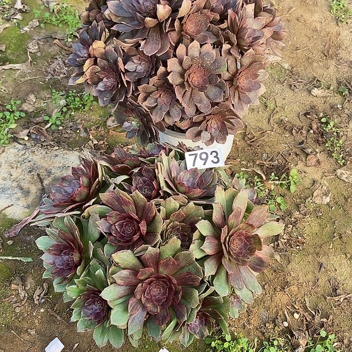 ๑****男爵 红丝绒793多肉不包断