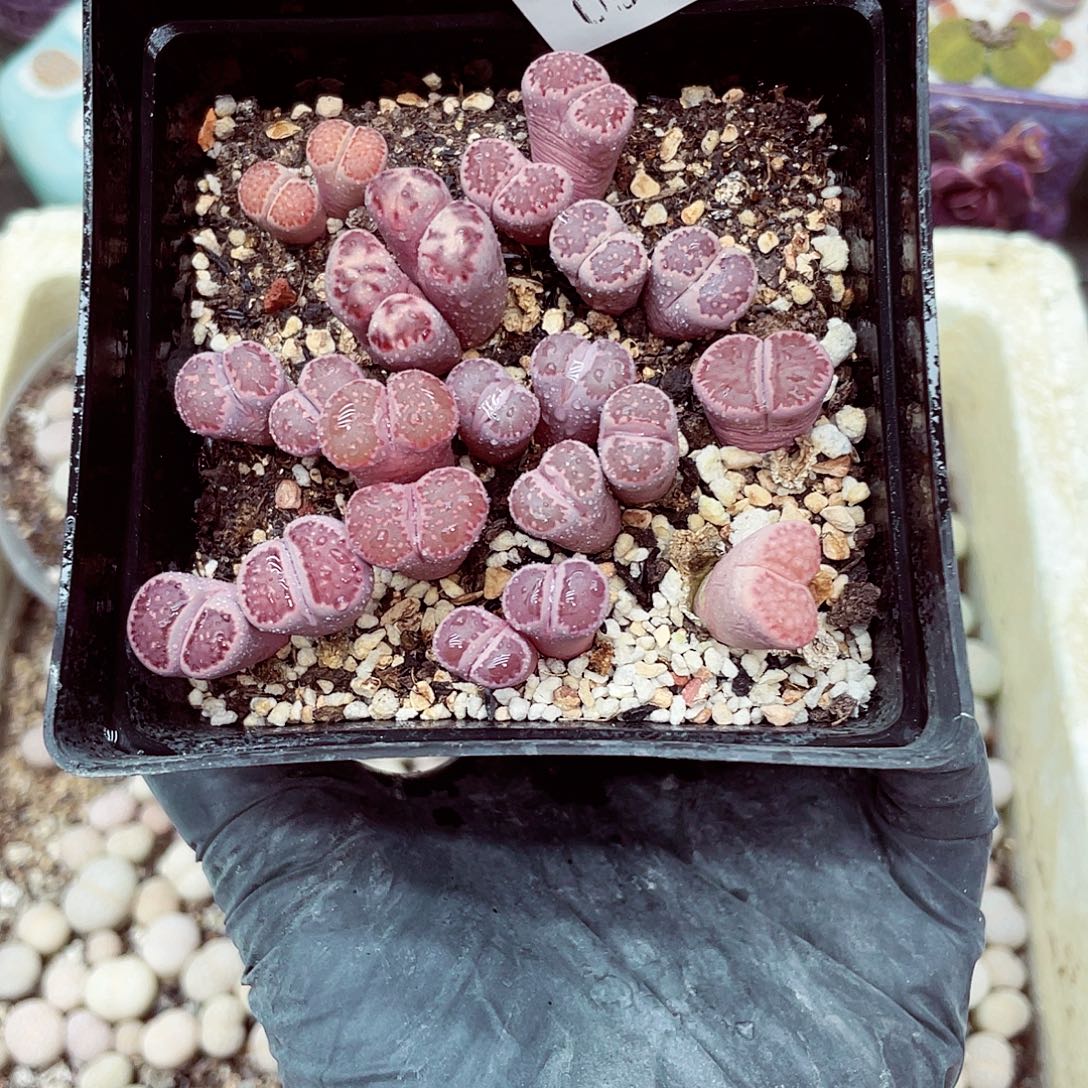 生石花18包邮0906-79