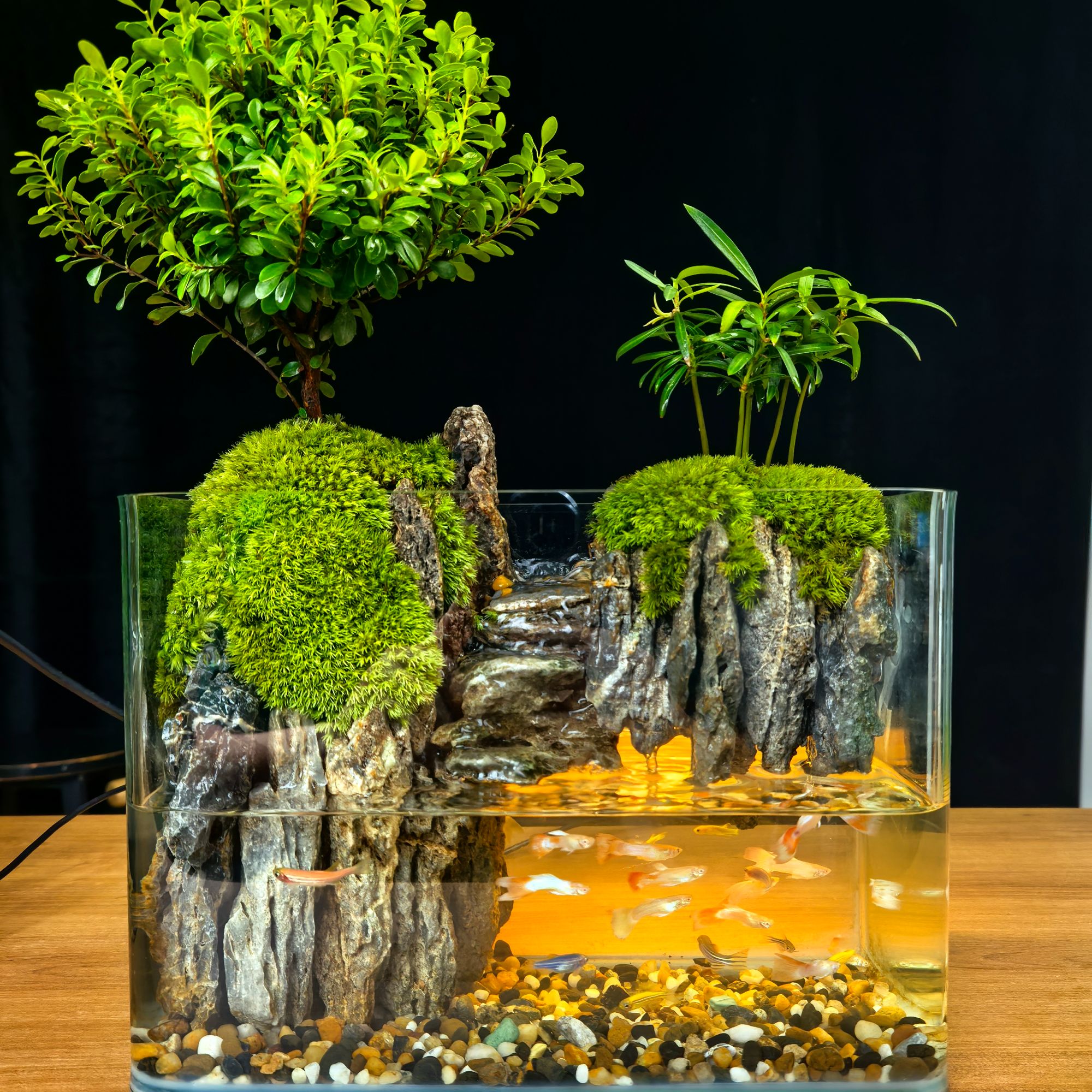 小叶赤楠-尺寸长25宽高厘米成品桌面绿植客厅水陆缸可养鱼