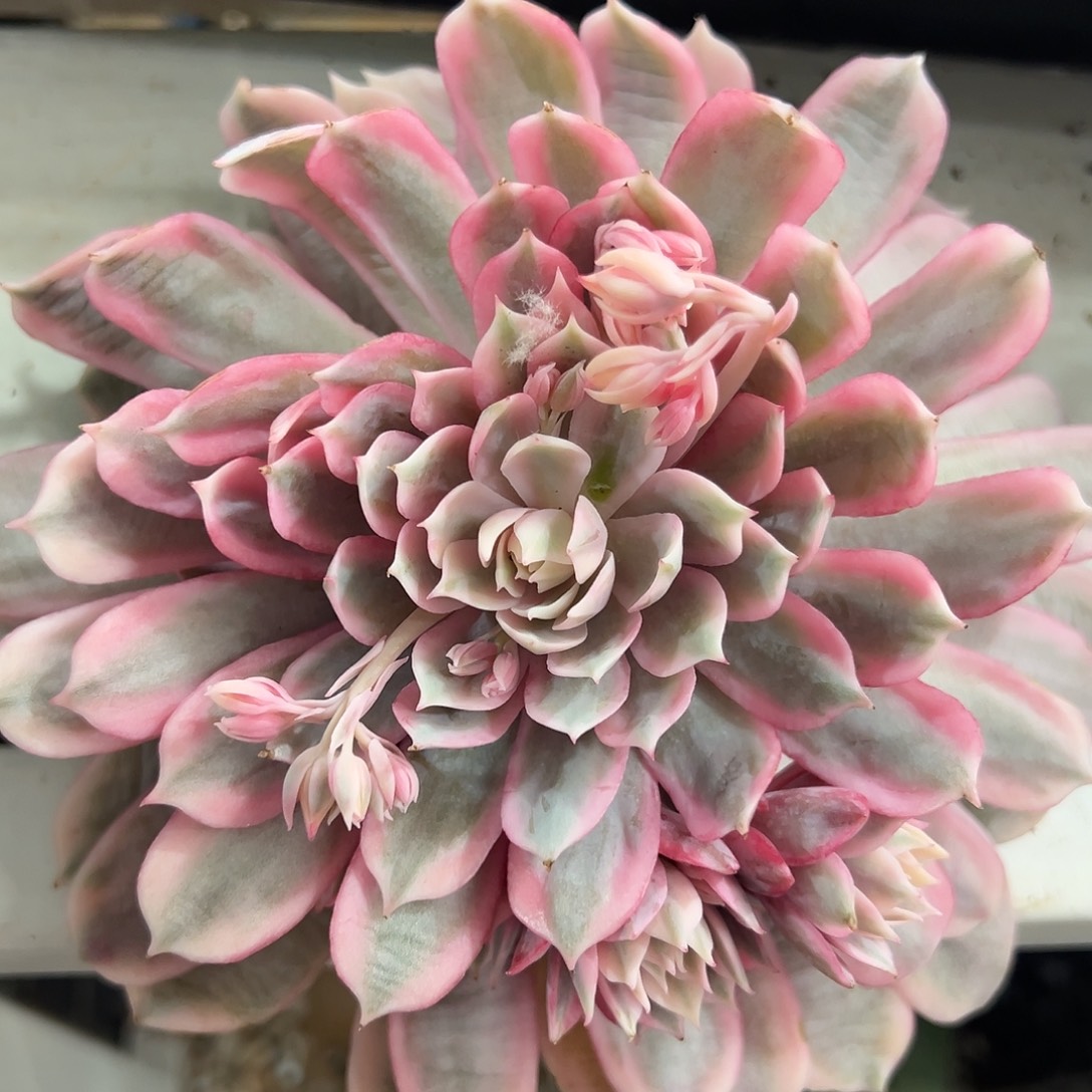 粉蝶锦大单头多肉植物