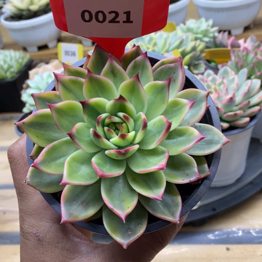 0021 桃花哈哈哈哈哈