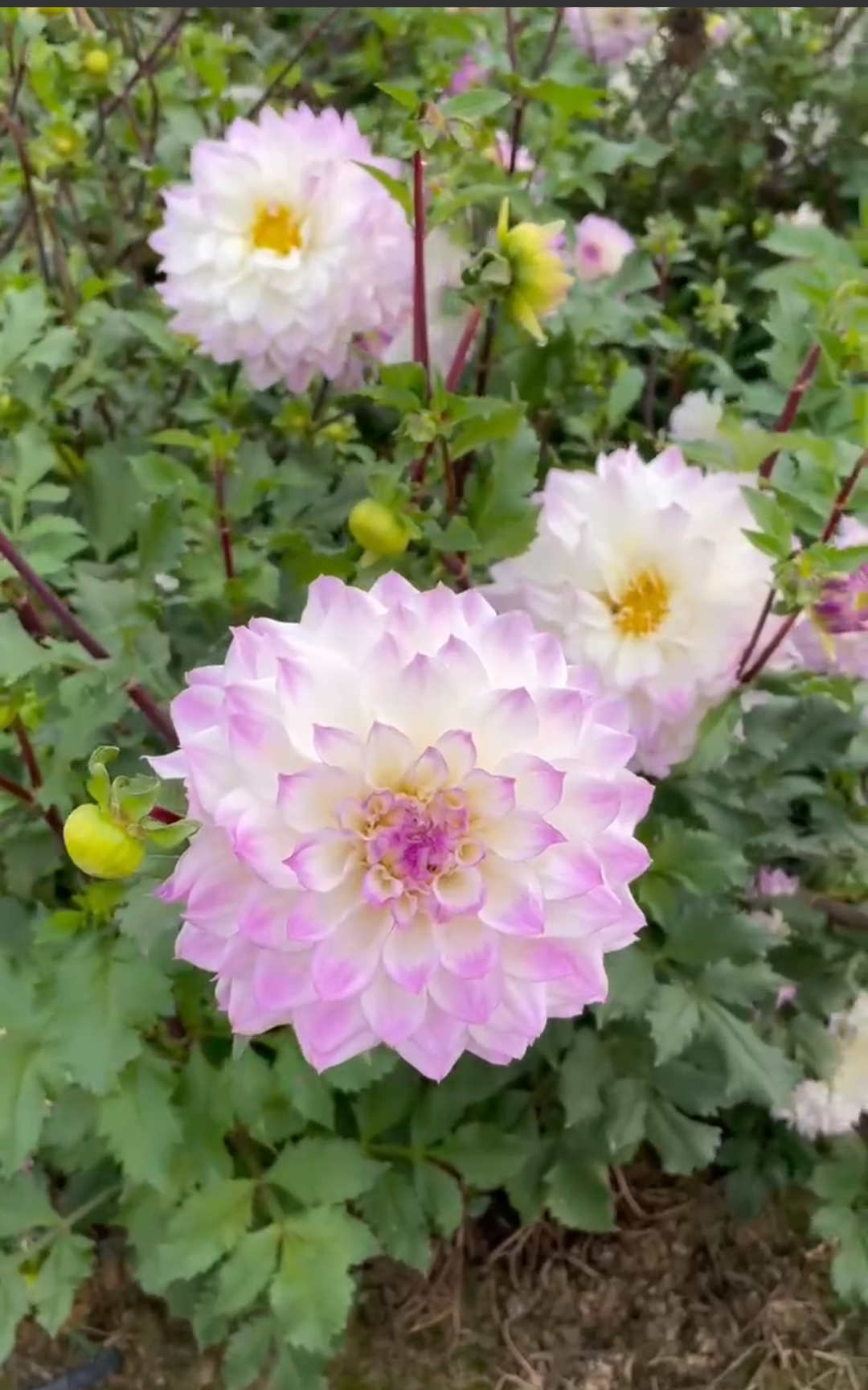 【蓝眼绽放】盆栽地栽多年生草本四季种植大丽花