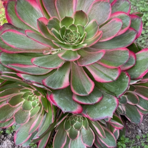 759粉花妖满25包邮多肉