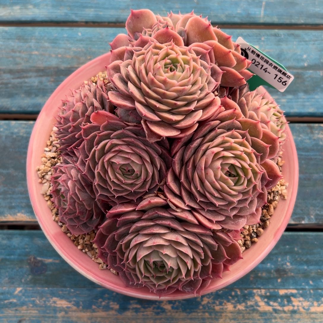 多肉一物一拍0214-156昂斯诺