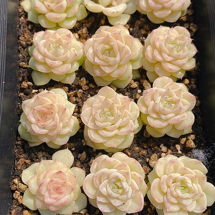 37 多肉植物盆栽花卉植物