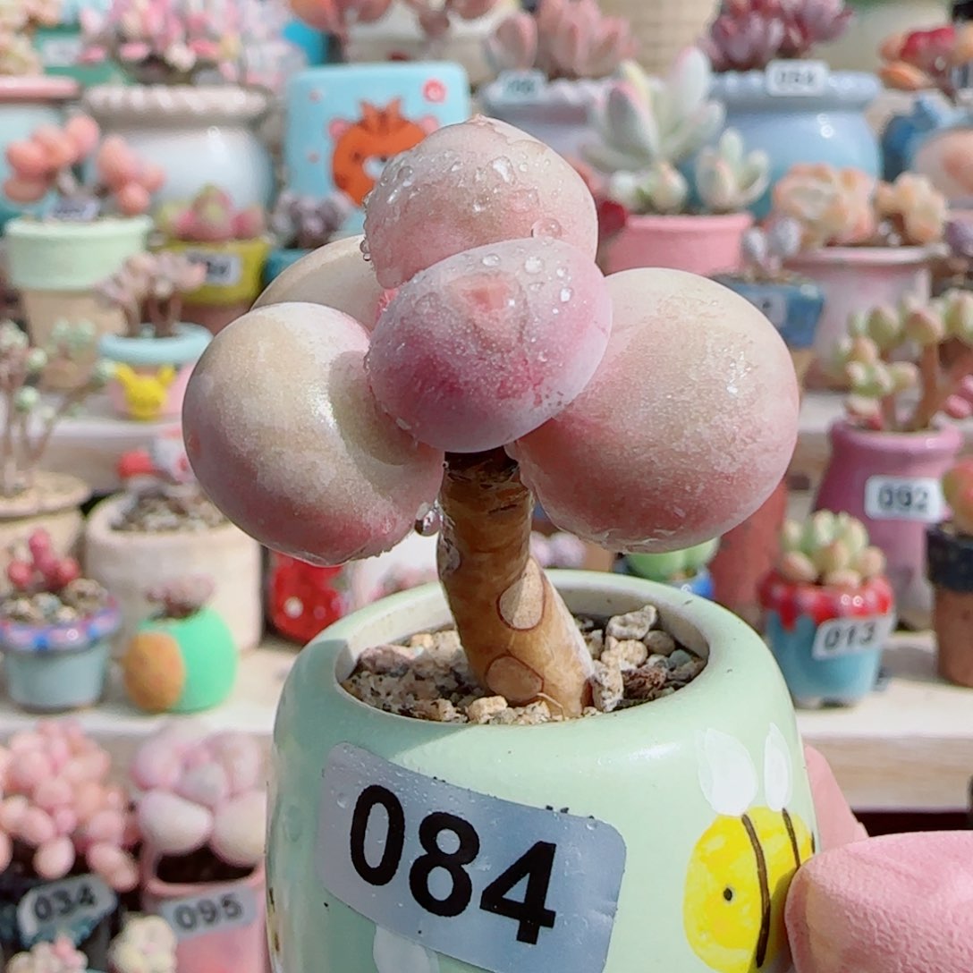 妖桩蛋黄奶 带盆土