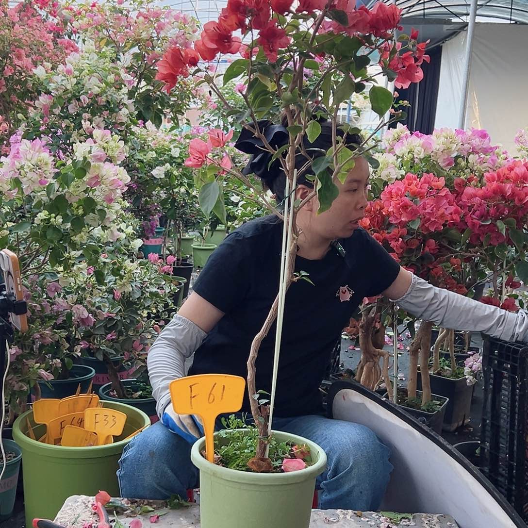 平***淡大部分花苞少量开放F61不甜