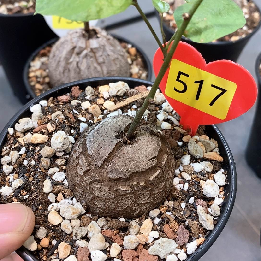 南非龟甲龙龟甲龙