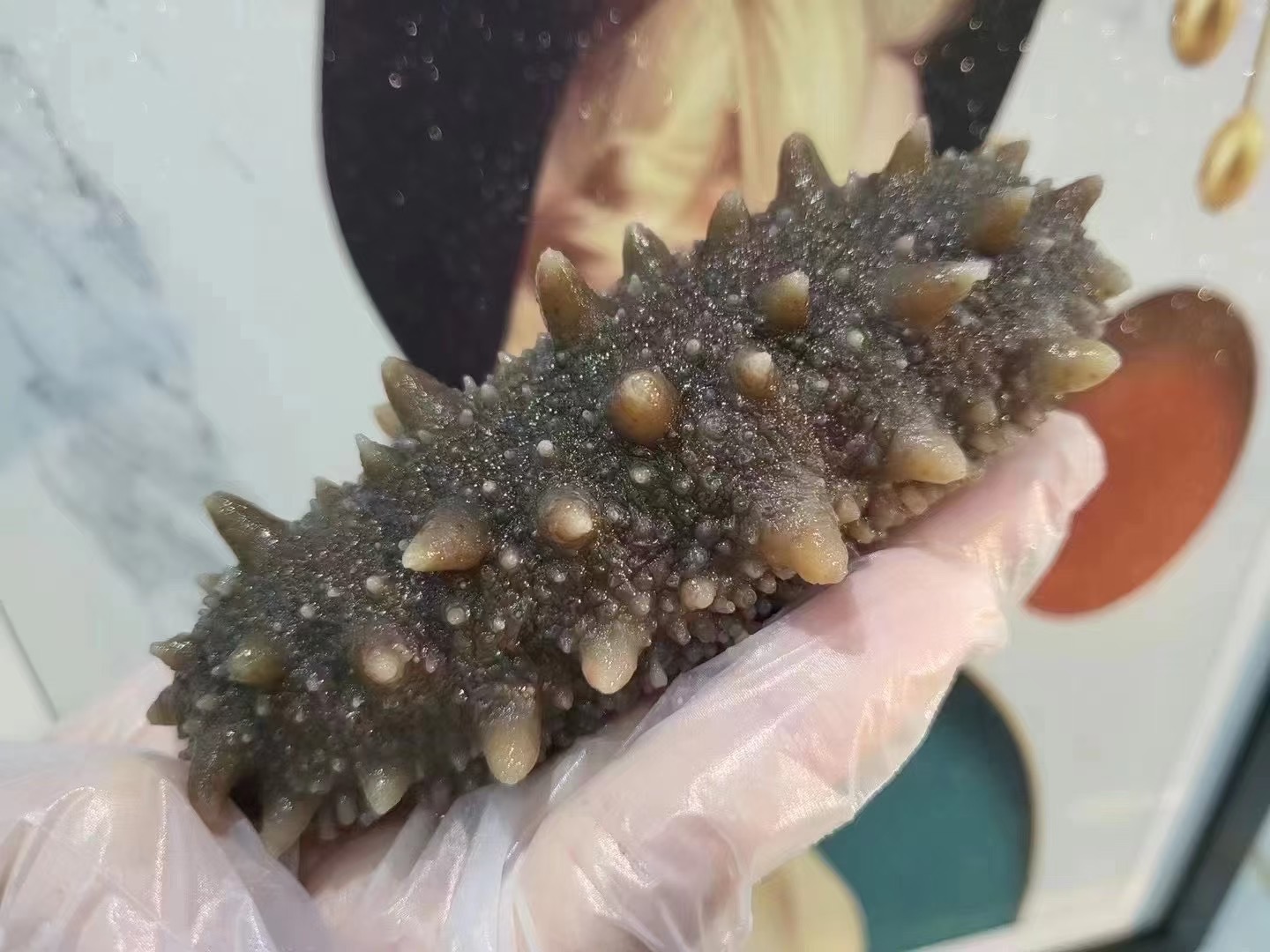 新鲜大连海参1000g