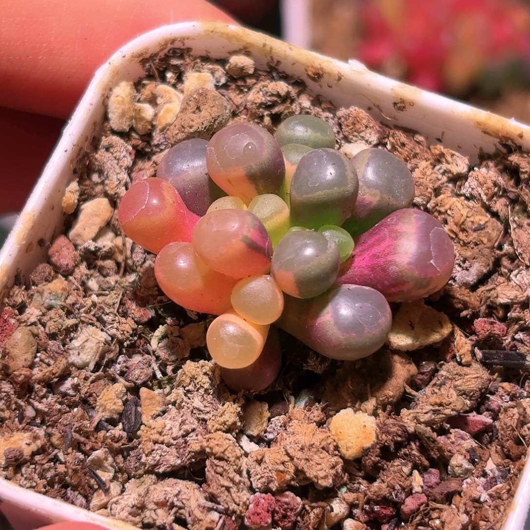 287号五十铃玉锦多肉植物锦一物一拍带盆土