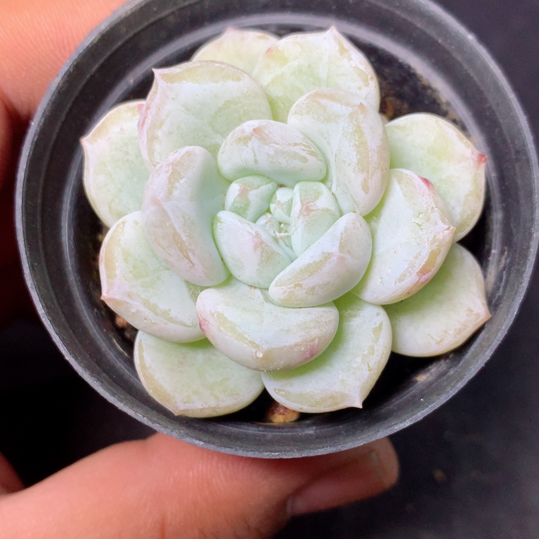 【闪购商品】8 精品多肉一物一拍