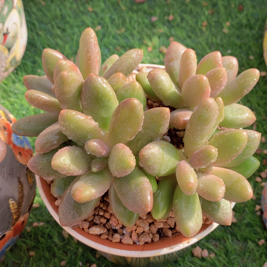 芒果奶13 公分一物一拍