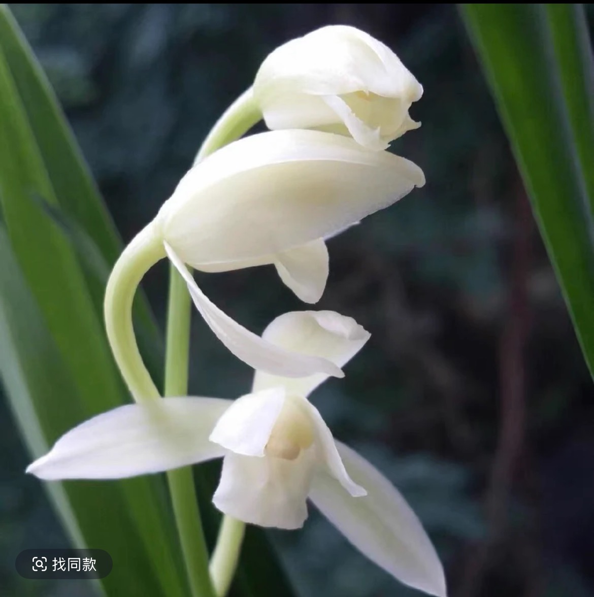 青山玉泉  建兰品种素花 花期6-11月自然棚养殖兰花