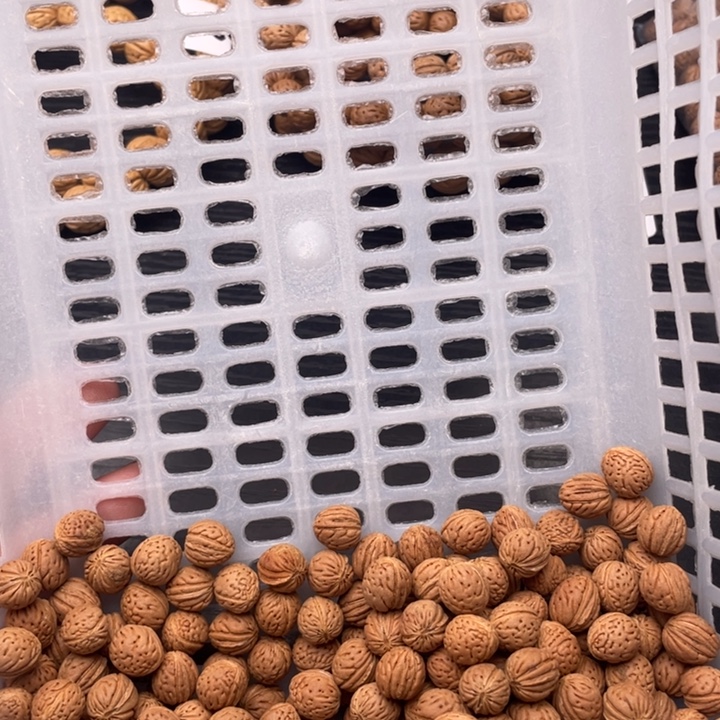 散发小桃核350优惠活动