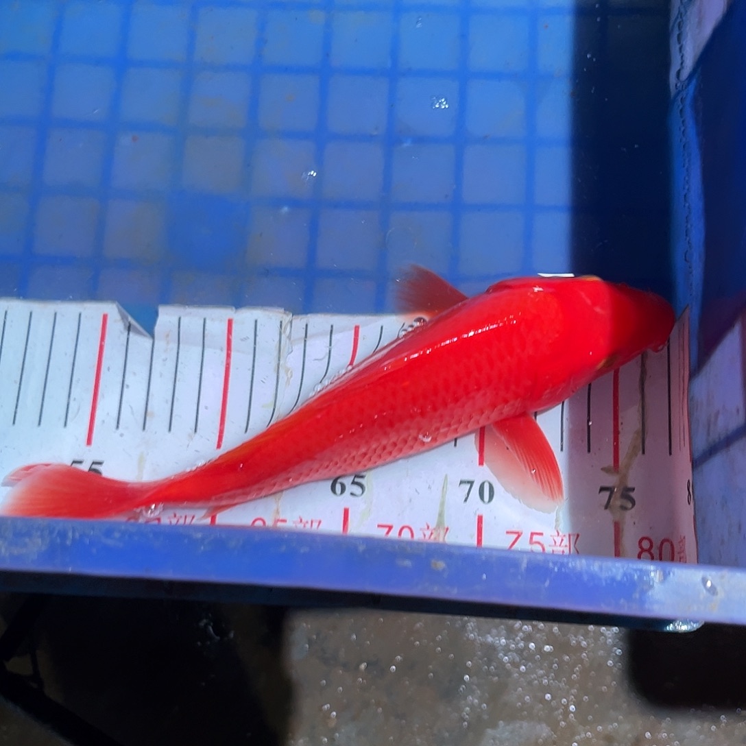 追***海水鱼锦鲤冷水鱼苗