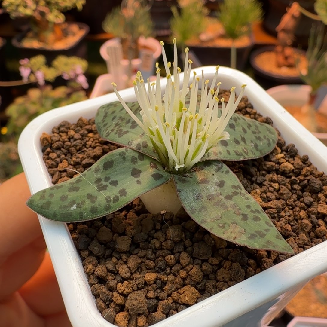 秀丽立金花120 仙人掌