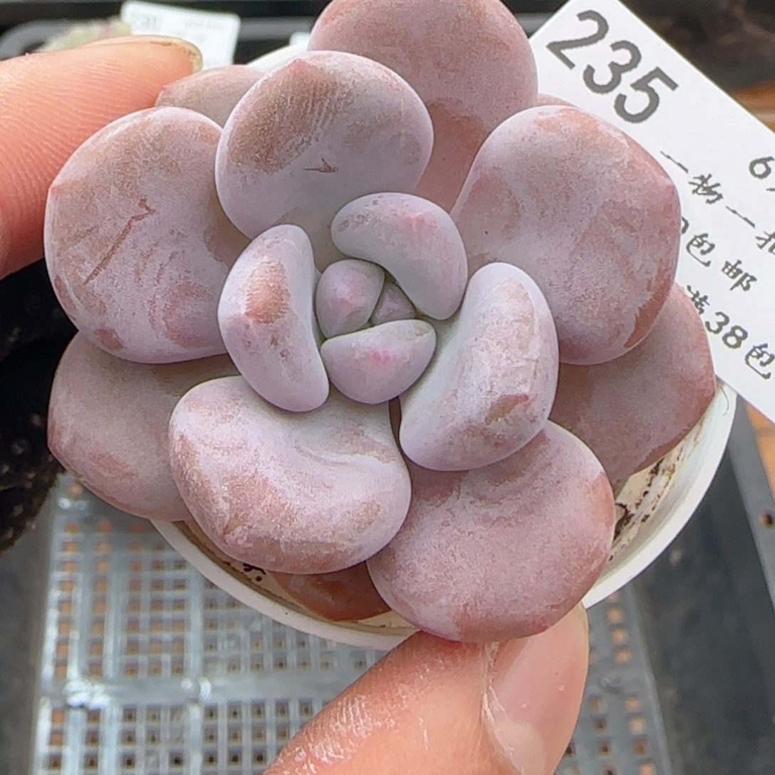 0610-235福利福利