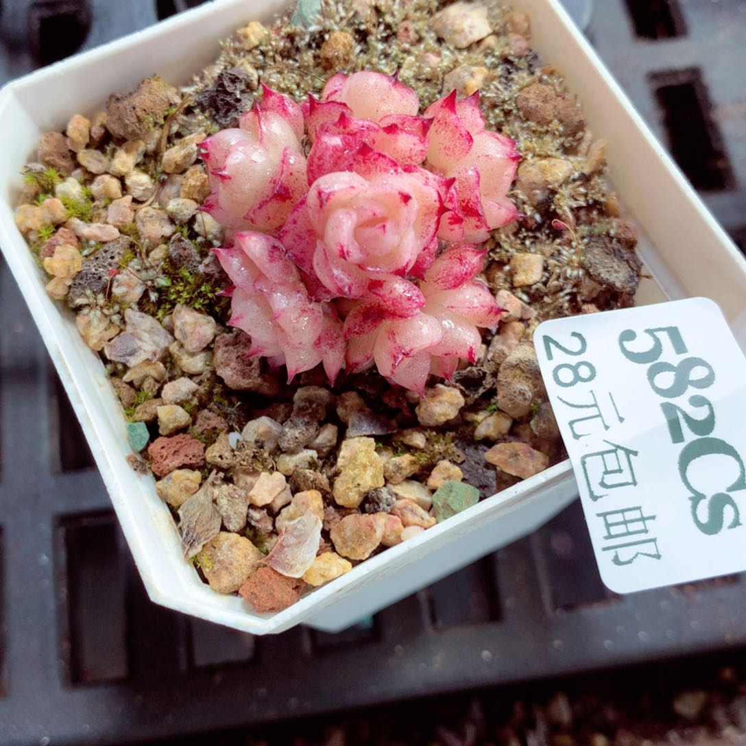 5厘米盆精控多肉582