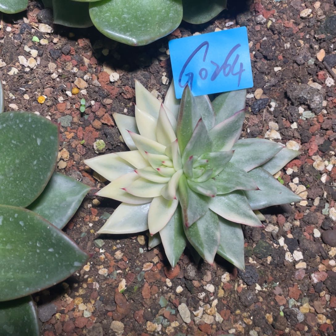 多肉植物多肉植物0264